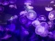 Jellyfish - Jason Pratt