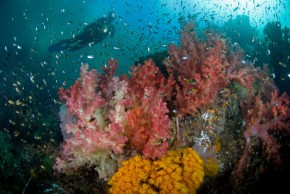 Kaimana undewater - Conservation International Indonesia