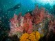 Kaimana undewater - Conservation International Indonesia