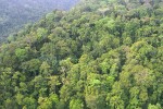 Papua rain forest - CIFOR