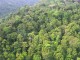 Papua rain forest - CIFOR