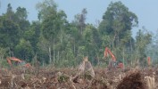 Penebangan hutan alam oleh PT RIA - EoF