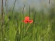 Red flower - Rezzan Atakol
