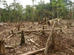 Slash and burn agriculture in Amazon -  Threat to Democracy
