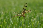 Helloween pennant dragonfly - USFWS