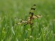 Helloween pennant dragonfly - USFWS