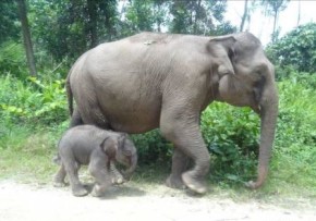 Anak Gajah Tim Flying Squad di Tesso Nilo - WWF Indonesia