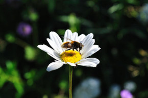 Bee pollinating on a flower - Tom Bayly