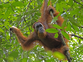 Sumatran orangutan - Lip Kee