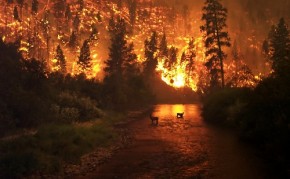 Deerfire - Wikimedia Commons (500x309)