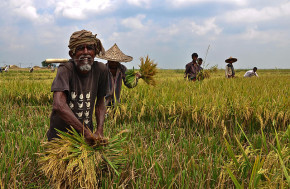 Agriculture - Balaram Mahalder