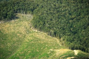 Deforestation - Wikimedia Commons