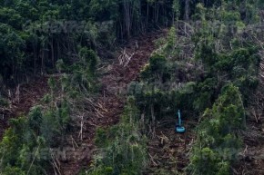 Deforestation in Riau - Greenpeace (500x334)