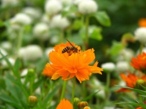 Ole flower and bee act by Aashiks (500x375)