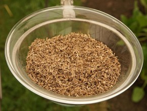 Sugar beet cossettes - Sandstein
