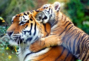 Warning! Tiger in training - Keven Law