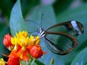 Butterfly transparent - Achim
