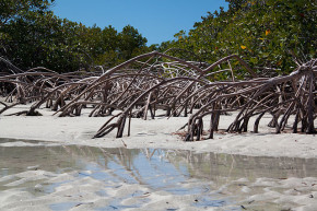 Providenciales Mangrove Reflections - Tim Sackton