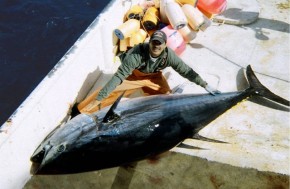 Large bluefin tuna on deck - Wikipedia Commons