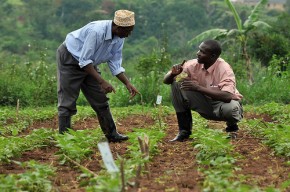 Uganda field trial - CIAT