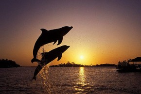 Leaping dolphins - Zest PK - Flickr