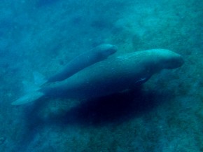 Mama and baby dugong