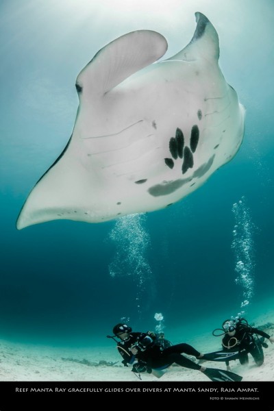 reef manta with divers