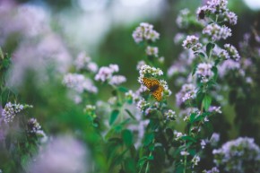 Butterfly on flowers - Karolina Grabowska STAFFAGE - Pexels