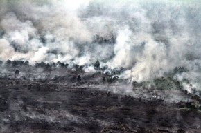 Kebakaran Hutan - Greenpeace Indonesia