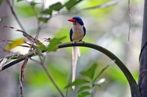 Paradise King Fisher - Riza Marlon - TNC