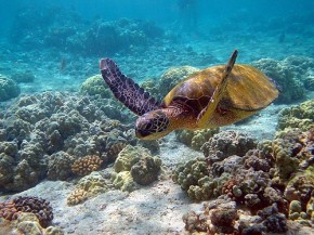 Hawaii turtle - Brocken Inaglory - Wikipedia