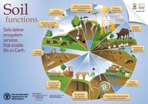 Soil functions - FAO