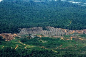 Perambahan di Kawasan Ekosistem Leuser di Bawan, Subulussalam oleh PT ISP
