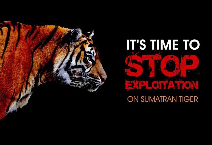 Download 420 Koleksi Gambar Harimau Hijau Terbaik Gratis HD