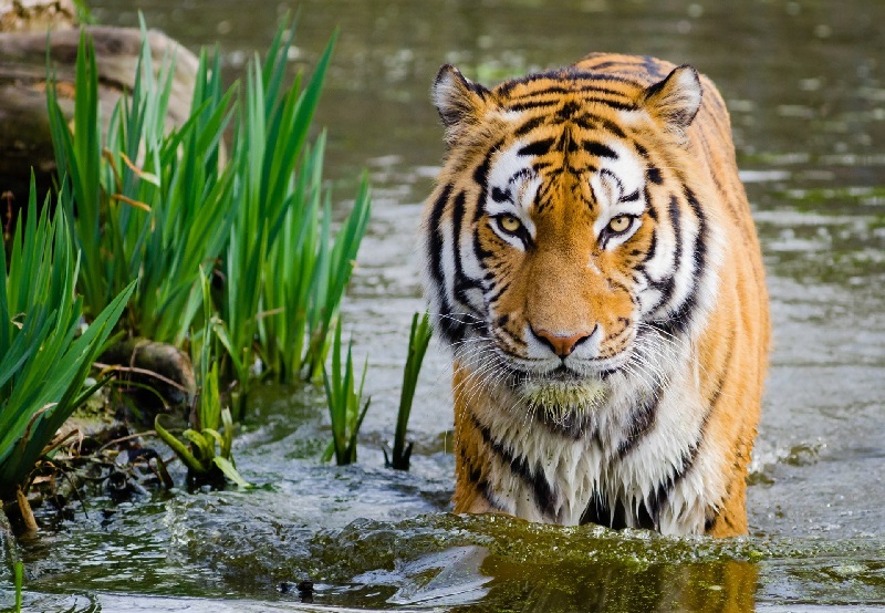 Download 420 Koleksi Gambar Harimau Hijau Terbaik Gratis HD